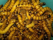 500 - Large Live Superworms - Reptile Food picture