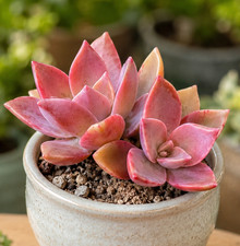 Pink Rare Graptoveria Dusty Succulent Fully Rooted 1-Head Plant Easy Care 2-3