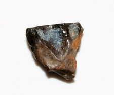 TRICERATOPS TOOTH DINOSAUR TEETH REAL FOSSIL EXTINCT RELIC JURASSIC WORLD NICE picture