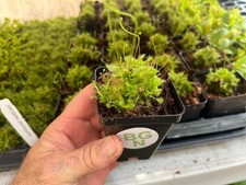 Spoon-leaf Sundew - Drosera spatulata – Carnivorous Plant picture