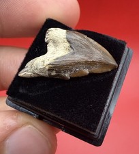 Ankylorhiza Gem Quality Cetacean Tooth - Summerville, SC CETACEAN FOSSIL TOOTH picture