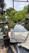Japanese Black Pine ‘Thunderhead’ picture