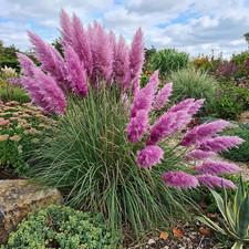 20 Purple Pampas Beautiful rare seeds for grass garden or yard colorful flowers picture