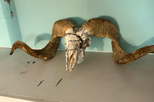 Ram Skull Large Horns Large Animal Taxidermy Display Mount picture