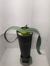 Welwitschia mirabilis - 1 year old seedling (racing stripes) picture