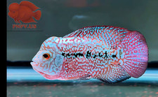 Premium Kamfa F2 - Full Pearl + Strong Body - Big Fin & Tail - PNPV 39 - 2.7 '' picture