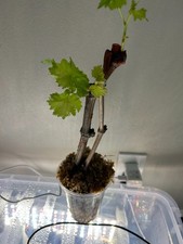 Lady's finger grape- 2 cuttings, fully rooted, similar to pictured picture