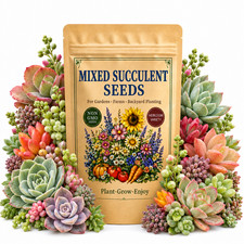 200 Mixed Succulent Seeds - Indoor Outdoor Garden for Home Planting picture