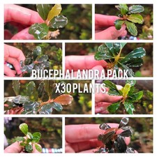 30 Random Bucephalandra Plants - Rare Live Aquarium Buce Collection Shrimp Safe picture