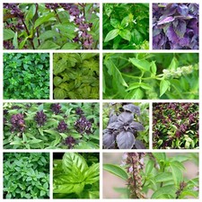 Basil Seeds Collection, NON-GMO, 12 Different Varieties, Heirloom,  picture