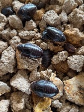 Roth’s giant burrowing roach starter culture (10+) picture