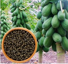 50+ Dwarf Solo Waimanalo Papaya Seeds Carica Papaya Fast Growing # picture