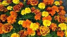 French Marigold Sparky Mix, Beautiful Colors, Garden Pest Deterrent,  picture