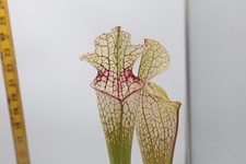 Sarracenia - Wilkerson's White Knight x 