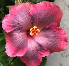 Unique/rare European hibiscus Moorea Mona Rainbow- 3 cuttings, no roots picture