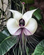 Imported Bat Lily Flower Bulbs for Home Gardening Pack Of 2 Bulbs (WHITE) picture