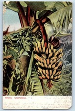 1908 Bananas Los Angeles California CA Scene Field Posted Antique Postcard picture