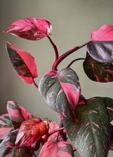 Philodendron Pink Princess Live Plant - Variegated Tropical Houseplant - Size #3 picture