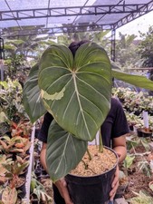 Philodendron Gloriosum White x Mcdowel Variegated Very Beauty Real Picture picture