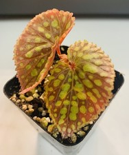 Very Rare Begonia chlorosticta 'Red Form'  Live Plant potted picture