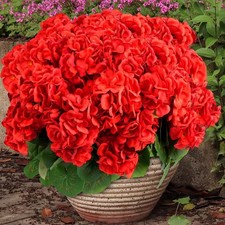 6 Pack Red Artificial Geraniums Flowers for Outdoors UV Resistant Faux Flowers f picture