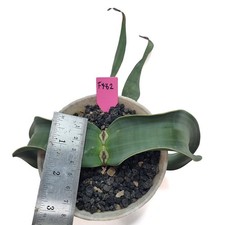 Welwitschia mirabilis for sale by Little One Plant Nursery picture