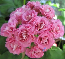 10 Seeds Geranium Swanland Pink Australien Pink Rosebud Pelargonium Home Garden picture