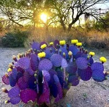 10 Purple Cactus Seeds (Opuntia Santa Rita) Prickly Pear Fruit Rare Fast Hardy-7 picture