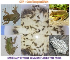 (50+) Live Treefrog Tadpoles - Pond Tads - Feeders picture