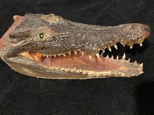 Vintage Alligator Head Taxidermy 10