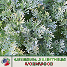 1000 Wormwood Seeds, Artemisia absinthium, Absinthe Herb, Bitters, Medicinal picture