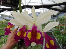 C. Hardyana var. semi-alba  Bloom size Bare root NICE PLANT picture