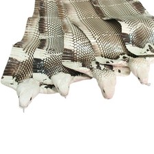 Real Cobra Snake Skin 55