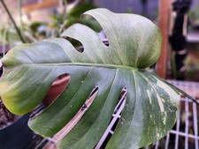 RARE CONNOISSEUR AROID: 5-Leaf Variegated Jungle Mint Monstera Fenestrated  picture