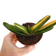 Gasteria carinata cv. 'Rainbow' VARIEGATED - Bredasdorp gasteria | Carinate gast picture