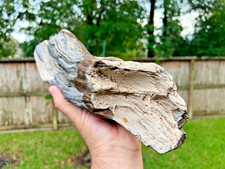 Texas Petrified Wood 13