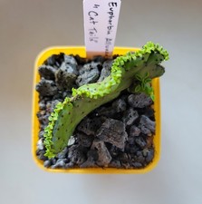 Live Rooted Crested Euphorbia Alluaudii 