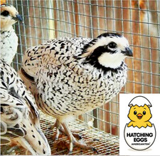 12 FERTILE HATCHING SNOWFLAKE WHITE QUAIL EGGS SPEEDY PRIORITY MAIL SHIP QUICKLY picture