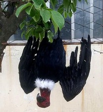 18'' Large Fake Vulture Decoy  Realistic Vultures Scarecrow for Yard Roofs Trees picture