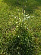 Variegated Giant Reed (Arundo donax 'Variegata') Rhizome Zone 7a-10b picture