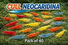 40+ Mixed Color Cull Neocaridina Shrimp Freshwater Aquarium Shrimp for Beginners picture