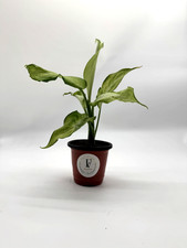 Dieffenbachia Camouflage Live Plant 4in Pot Rare Tropical Houseplant picture