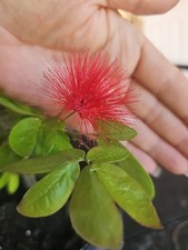 Mature Large dwarf pink powder puff Calliandra emarginata schultzei  Live Plant picture