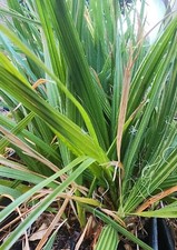 2 California Fan Palm Tree Saplings - Washingtonia Filifera 11+ inchs, 1.5 Years picture
