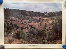 Educational Wall Poster Vintage Luneburg Germany Totengrund Nature Reserve picture