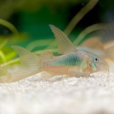 10x Longfin Bronze Corydoras 1-1.5” (USA HOBBYIST BRED) picture