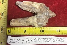 2 3/4” Basilosaurus Tooth 40-34 Mil Yrs Old Late Eocene picture