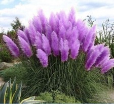 Purple Pampas Grass 4 Plugs picture