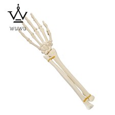 Hand Hand Skeletal Model Simulation Bone Wrist Joint Sawbones  picture