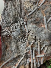 Museum Quality Silurian Crinoid Scyphocrinites (Sea Lily) Fossil Plate - Morocco picture